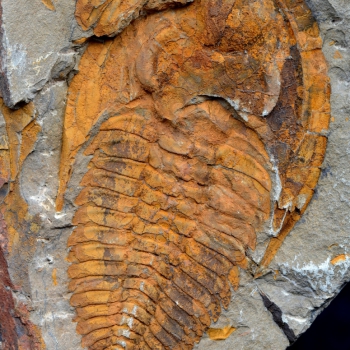 Cambropallas telesto (Geyer, 1993)