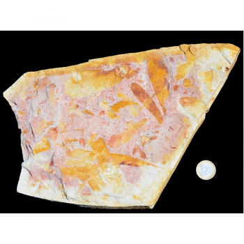 Glossopteris Sp.