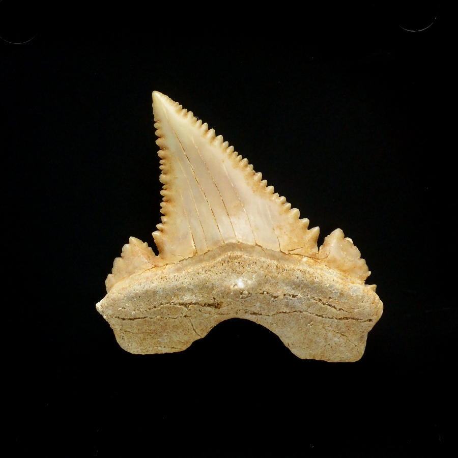 Palaeocarcharodon orientalis