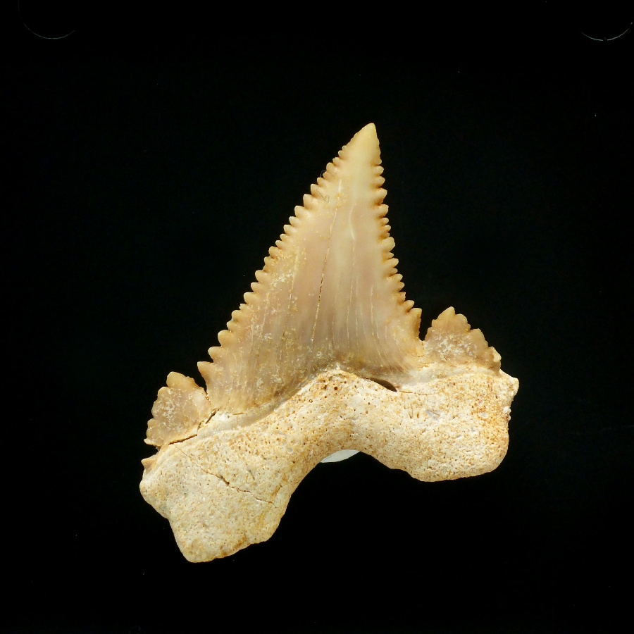 Palaeocarcharodon orientalis