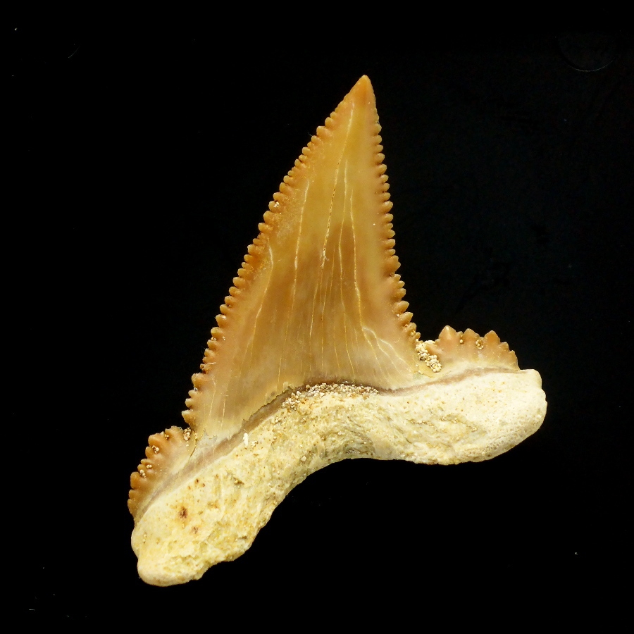 Palaeocarcharodon orientalis