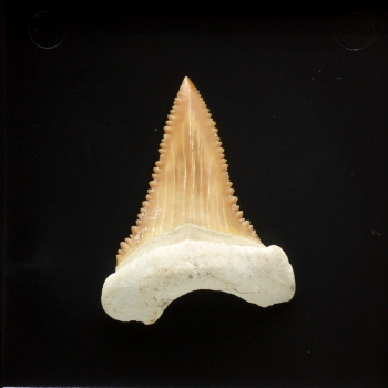 Palaeocarcharodon orientalis