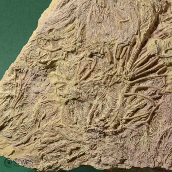 Pentacrinites dargniesi