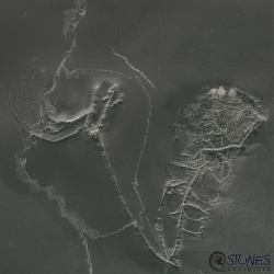 Bactocrinus jaeckeli