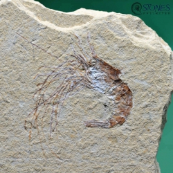 Carpopaeneus callirostris