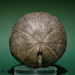 Clypeus plotii (Leske, 1778)