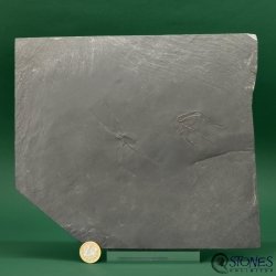 Furcaster palaeozoicus