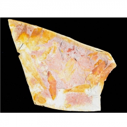 Glossopteris Sp.