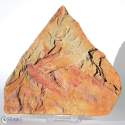 Glossopteris Sp.