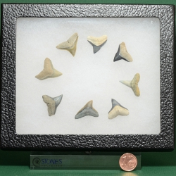 Sammlung mit 8 fossilen Haizähnen