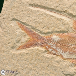 Nematonotus longispinus