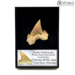 Palaeocarcharodon orientalis