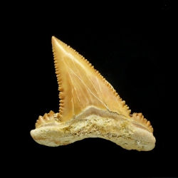 Palaeocarcharodon orientalis