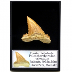 Palaeocarcharodon orientalis