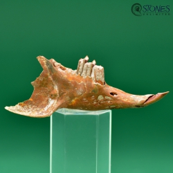 Sylvilagus floridanus