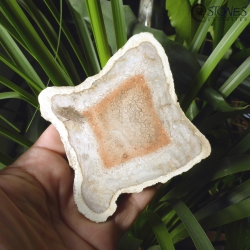 Tietea singularis | Fossil Tree Fern