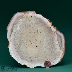 Tietea singularis