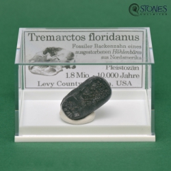 Tremarctos floridanus