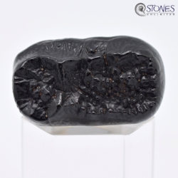 Tremarctos floridanus | Tooth of a Spectacled Bear