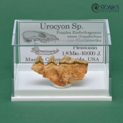 Urocyon Sp. | Graufuchs - Kieferfragment