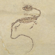 Hyphalosaurus Fossil